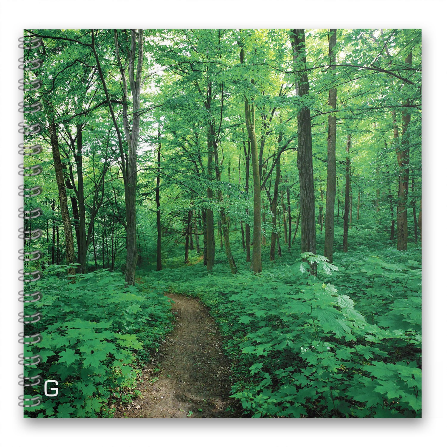 SpektroChrom Buch Farbbrillen Wald